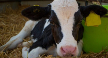 Salmonelóza u telat